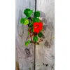 Load image into Gallery viewer, Nasturtium | Flower Seed Grow Kit