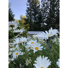 Load image into Gallery viewer, Shasta Daisy | Flower Seed Grow Kit
